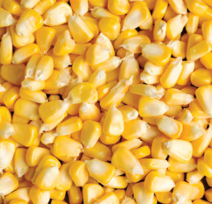 Whole maize
