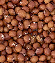 Lentil beans