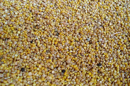Quinoa