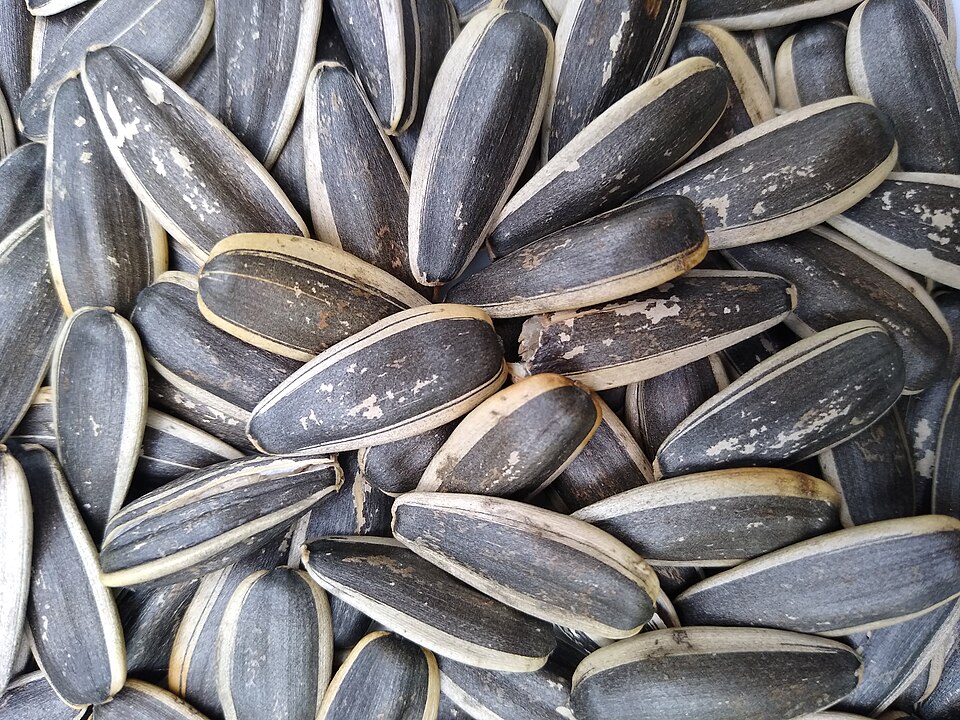 Sunflower seeds