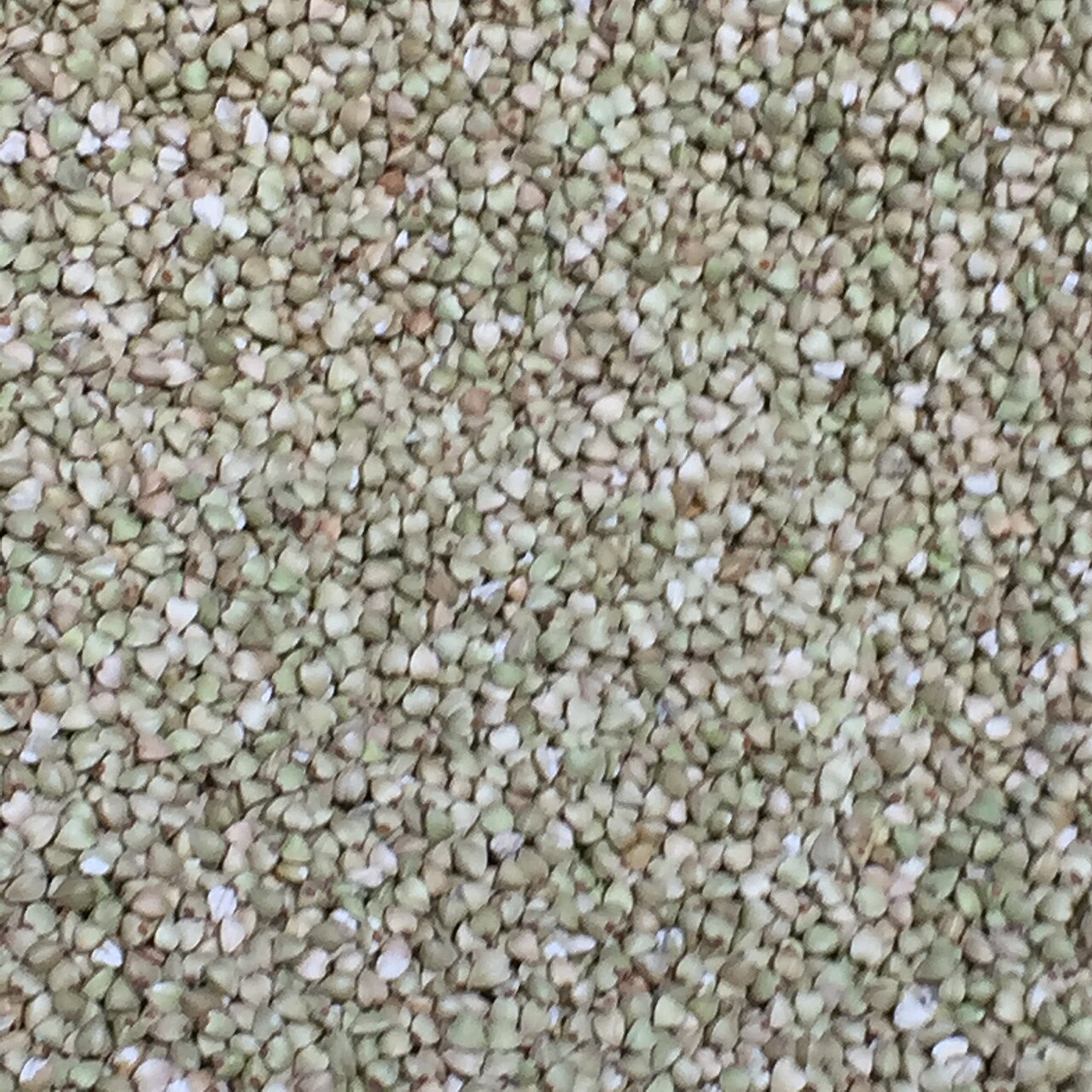Buckwheat