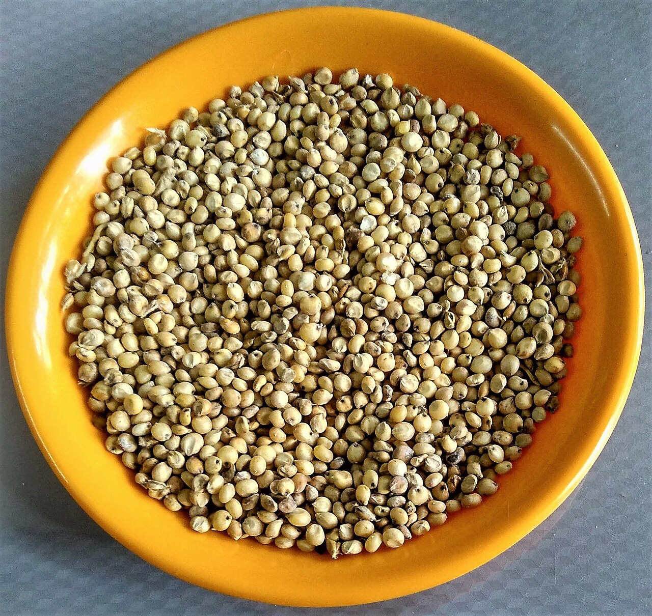 Sorghum