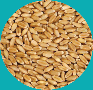 Wheat
