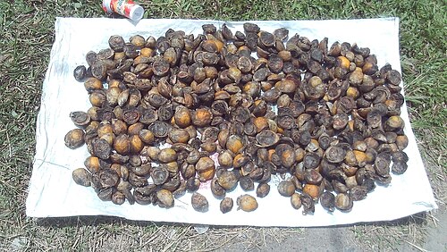 Areca nut